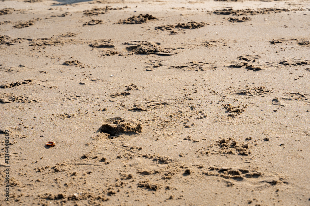 Obraz premium Stirred up wet sand at the sea