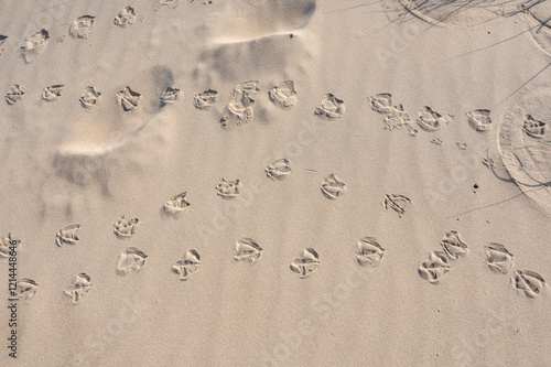 Footprints of  bird  in the sand