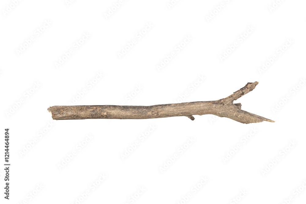 Dry tree twigs branches isolated on white background with clipping path. Dry tree twigs branches isolated on white background with clipping path.