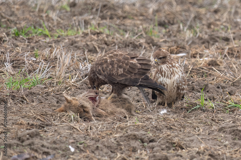 Obraz premium Common buzzard standing on fox carcass and eating it's meat