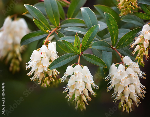 Delicate clusters of white bell-shaped flowers hang from glossy green leaves on a pieris japonica shrub.