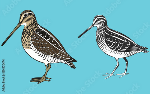 Snipe bird bundle art and illustrator eps