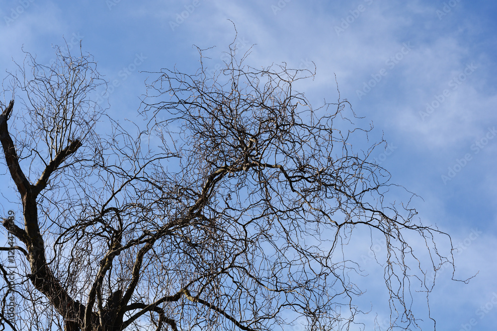 Dragons claw willow bare branches in winter Dragons claw willow bare branches in winter