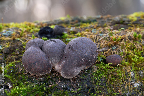 Daldinia concentrica mushroom on the wood. Known as Cramp balls or King Alfred's Cakes. Wild dark mushrooms in deciduous forest. photo