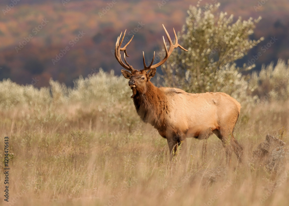 Obraz premium Regal Elk Bull Golden hour Autumn Glory Rut Pennsylvania Benezette