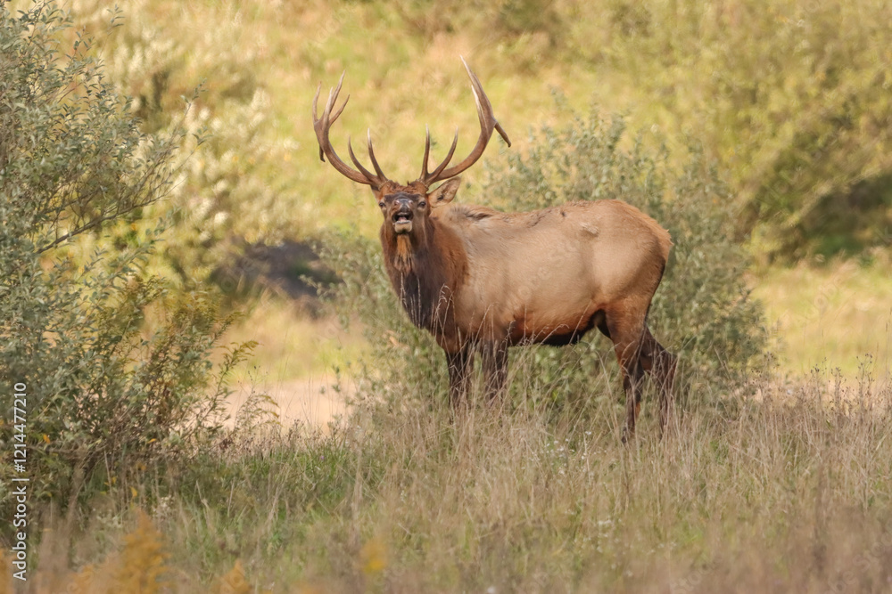 Regal Powerful Elk Bull Rut Bugle Haunting Flehmen Response Regal Powerful Elk Bull Rut Bugle Haunting Flehmen Response