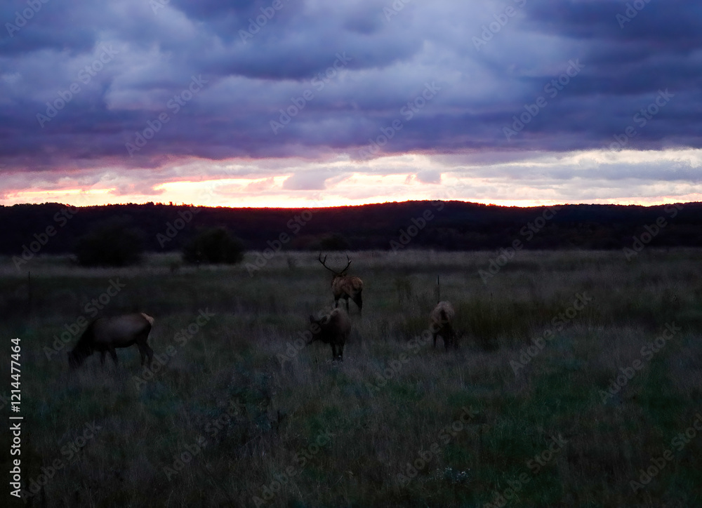Fototapeta premium Magnificent Sunrise Sunset Elk Rut Action Golden Hour 