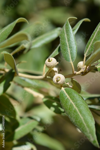 Evergreen oak branch with seeds photo