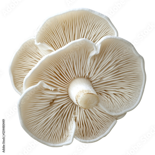 Delicate white mushroom showcasing intricate gills, perfect for botanical illustrations or nature-themed designs photo