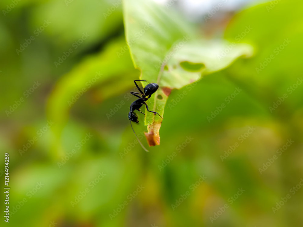 black ants on leaves (Camponotus japonicus) black ants on leaves (Camponotus japonicus)