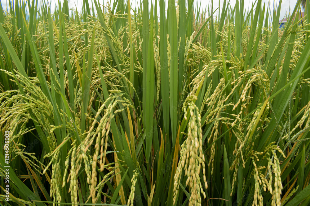 close-up of rice seeds on rice cobs. Beautiful golden rice fields and rice cobs. Background of fresh rice with green leaves close-up of rice seeds on rice cobs. Beautiful golden rice fields and rice cobs. Background of fresh rice with green leaves