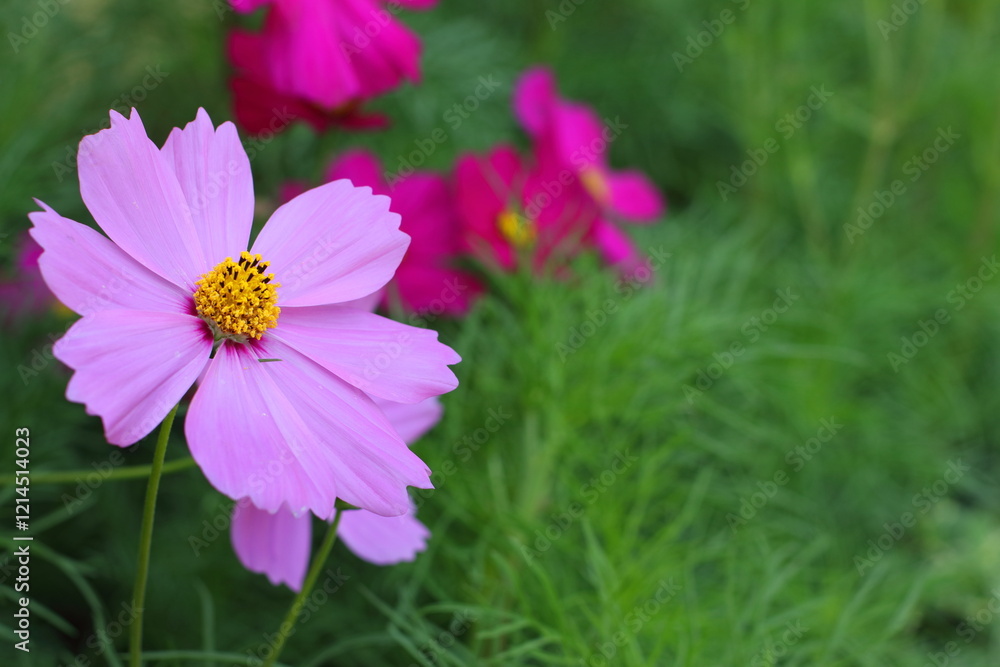 Pink and red Cosmos Flower blooming in the field Pink and red Cosmos Flower blooming in the field
