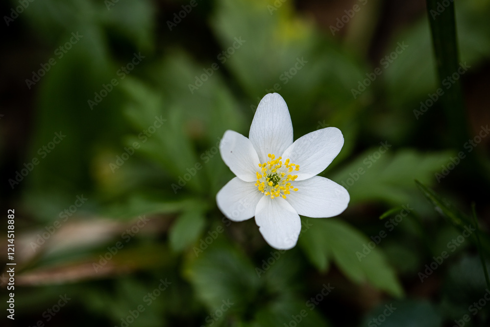White flowers in the forest. Anemone flowers White flowers in the forest. Anemone flowers