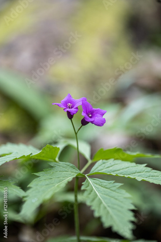 Cardamine enneaphyllos.  Dentaria enneaphyllos. Blue flowers in the forest. Spring flower bluebell photo