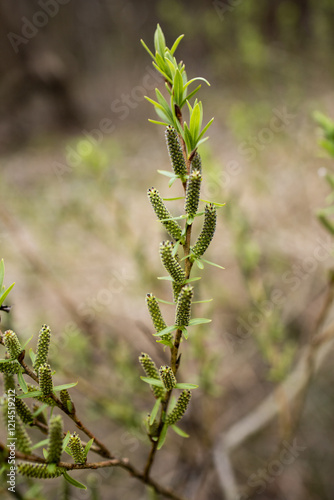 Salix purpurea