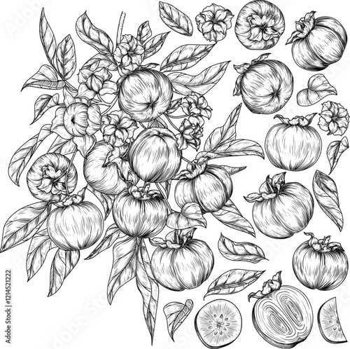 Vector set with a branch with persimmon fruit, a piece, a half of a fruit. Grocery store brochure. Fresh farm fruits. Organic farming. Nutrition banner, healthy eating