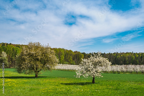 Wonderfully blooming cherry trees in Franconian Switzerland near Kirchehrenbach on a sunny spring day photo