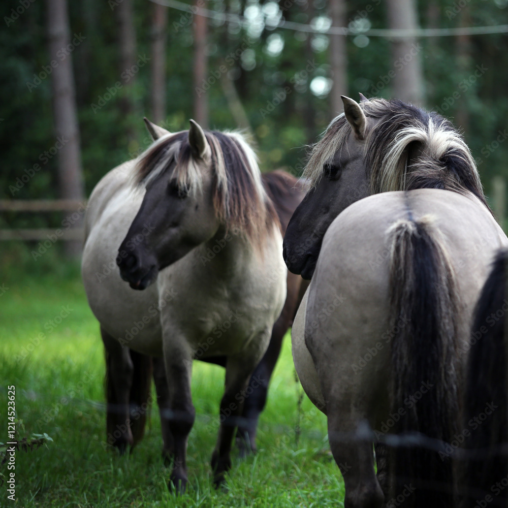 Obraz premium horses in the field