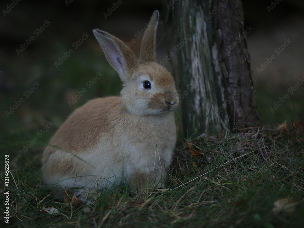 Fototapeta premium rabbit in the grass