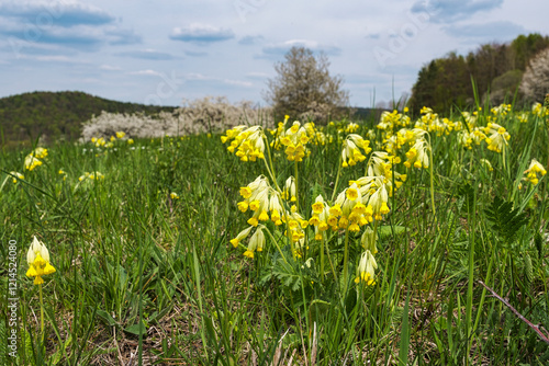 Quadro su tela Close-up of flowering cowslips on a green meadow in Franconian Switzerland