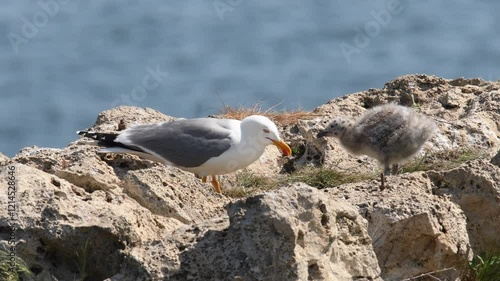 Yellow-legged gull learn her chicks how to eat by itself