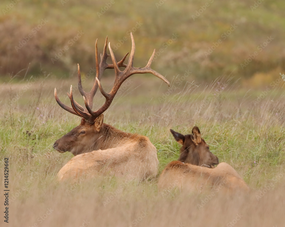 Obraz premium Love is in the Air Elk Rut Romance 7x8