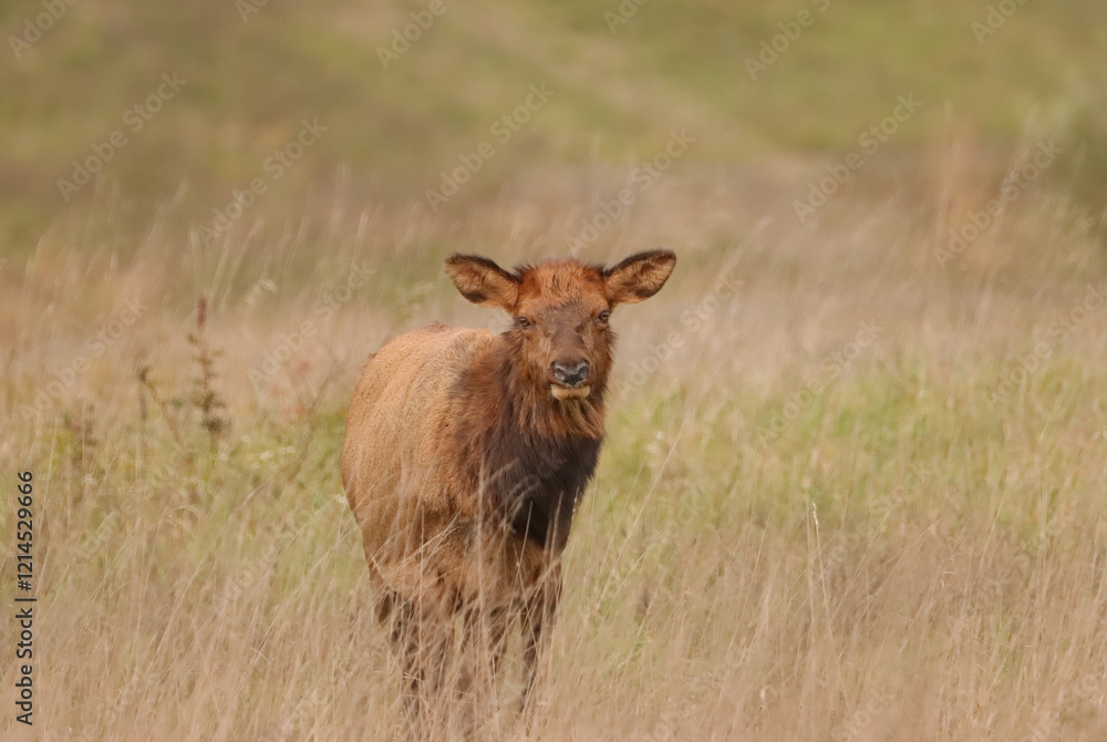 Adorable Elk Calf Calves Spike Babies Young Adorable Elk Calf Calves Spike Babies Young