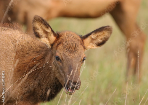 Adorable Elk Calf Calves Spike Babies Young photo