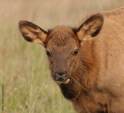 Adorable Elk Calf Calves Spike Babies Young photo