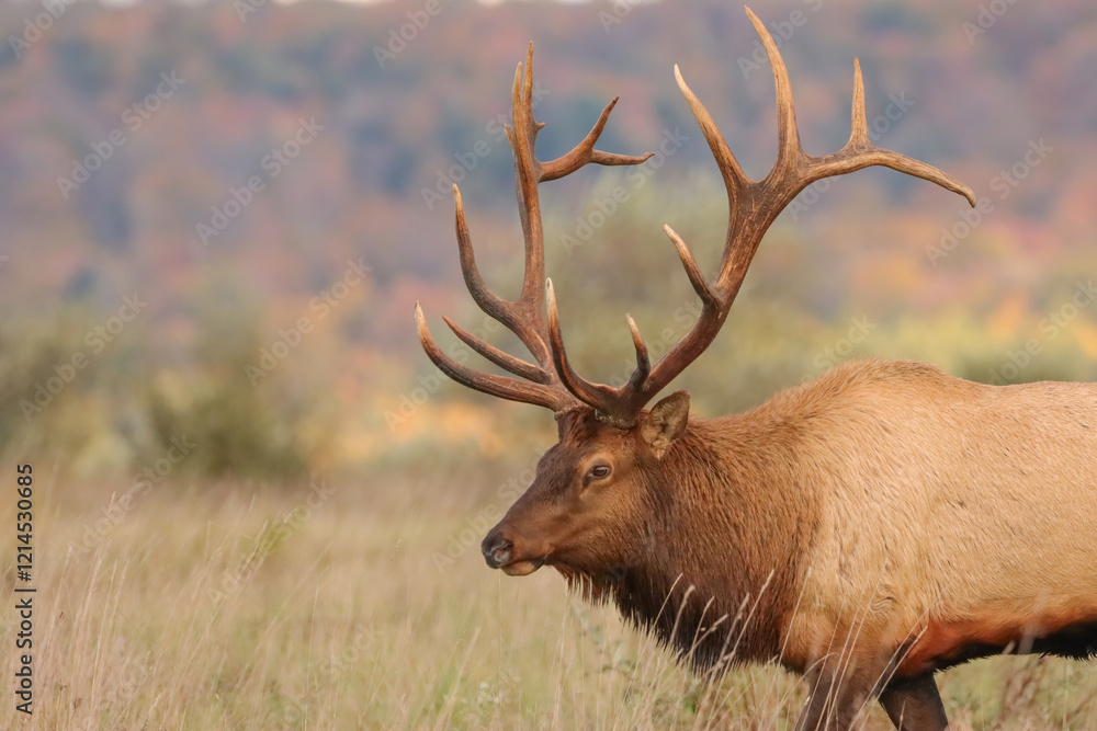 Fototapeta premium Rare Moment of Elk Rut Peace Regal Bull 6x7 7x7 
