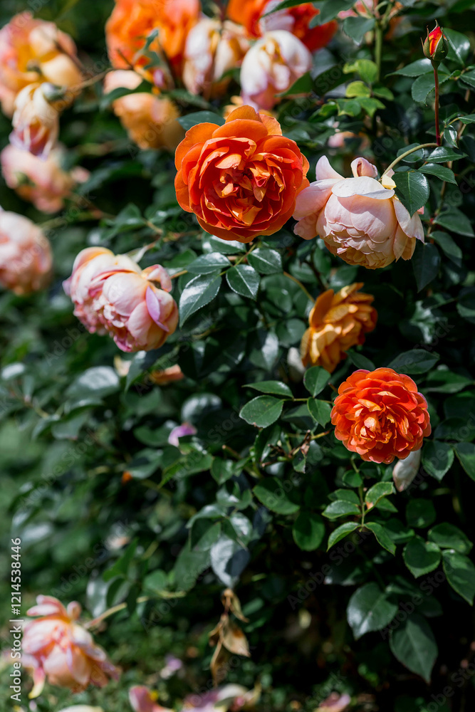 A lush bush rose, an elegant twig and flower buds. Beautiful sunlight. A natural, blooming, environmentally friendly natural background. A lush bush rose, an elegant twig and flower buds. Beautiful sunlight. A natural, blooming, environmentally friendly natural background.