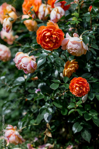 A lush bush rose, an elegant twig and flower buds. Beautiful sunlight. A natural, blooming, environmentally friendly natural background.