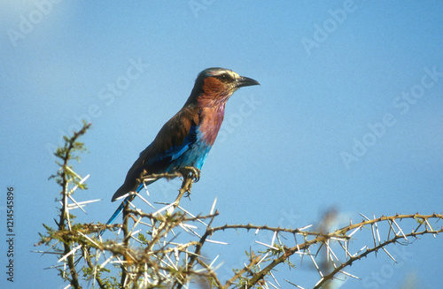 Rollier à longs brins,.Coracias caudatus, Lilac breasted Roller photo