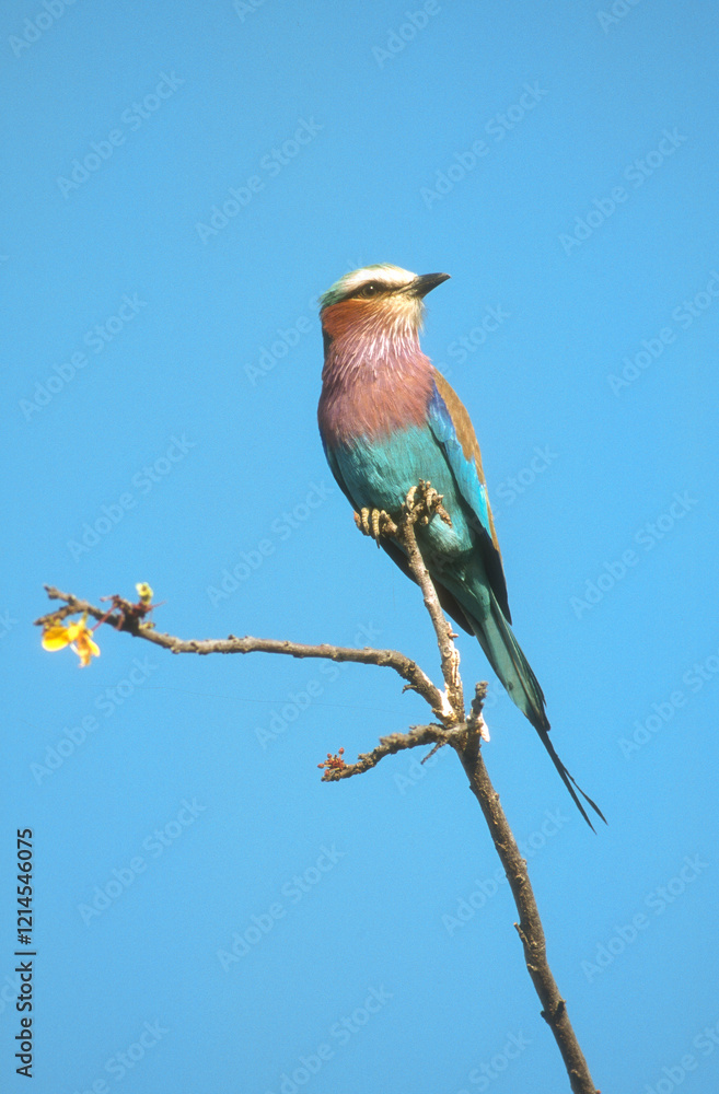 Rollier à longs brins,.Coracias caudatus, Lilac breasted Roller Rollier à longs brins,.Coracias caudatus, Lilac breasted Roller