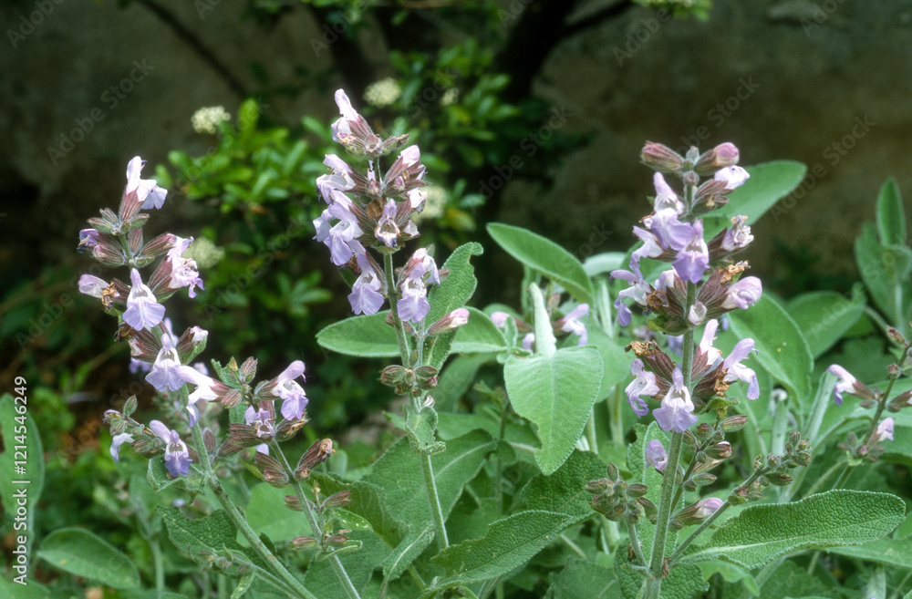 Sauge officinale, Salvia officinalis Sauge officinale, Salvia officinalis