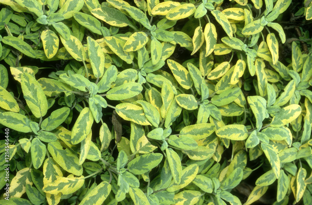 Fototapeta premium Sauge ,, Salvia officinalis icterina