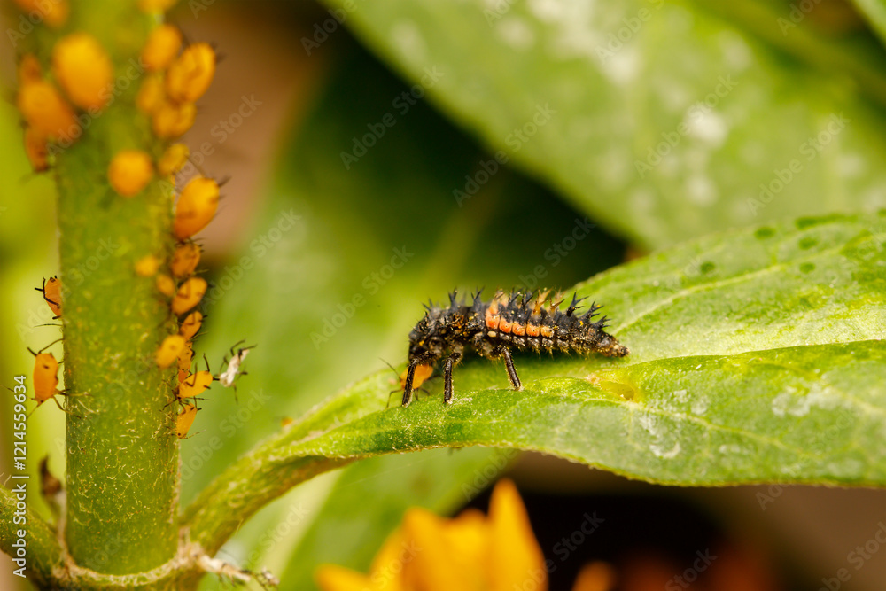 Naklejka premium Ladybug nymph (Harmonia axyridis) eating aphids (Aphis nerii).