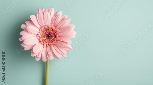 A beautiful pink gerbera daisy isolated on a pale green background. The daisy is in full bloom and has a bright yellow center.