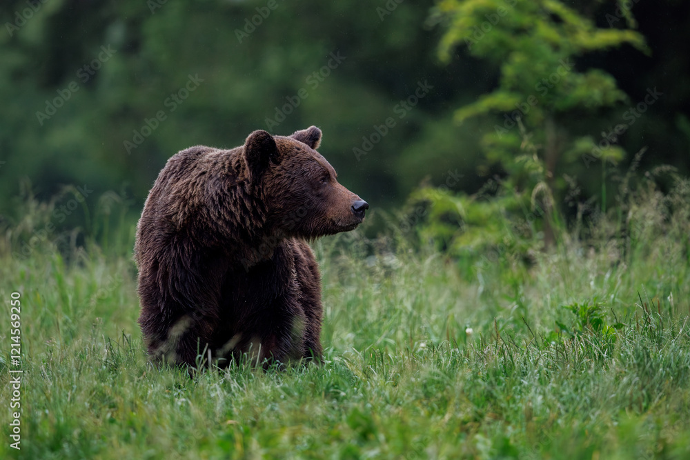 Fototapeta premium brown bear