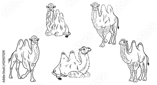 Realistic two-humped camel standing and sitting in black on white background. Hand drawn vector sketch illustration in doodle engraved vintage line art style. Egypt, exotic