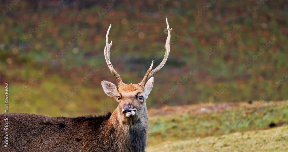 Japanese spotted deer(male) in natural habitat,closeup shot. Japanese spotted deer(male) in natural habitat,closeup shot.