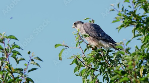 Red-footed falcon perched on branch sways in the wind