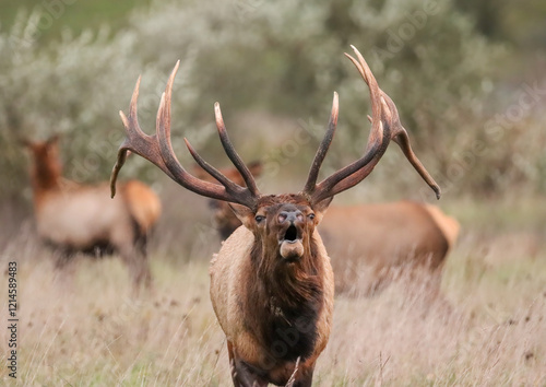 Majestic Massive Elk Bull Bugling Rut Action 8x7 8x8 photo