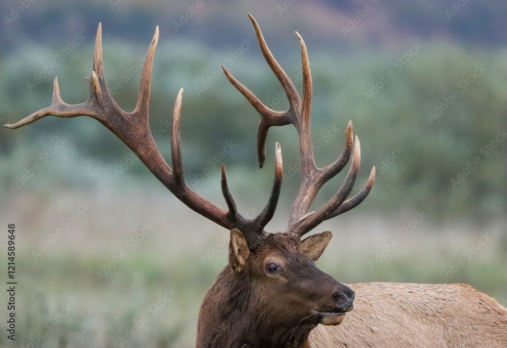 Fototapeta premium Massive Elk Bull Rut Action 8x7 7x7