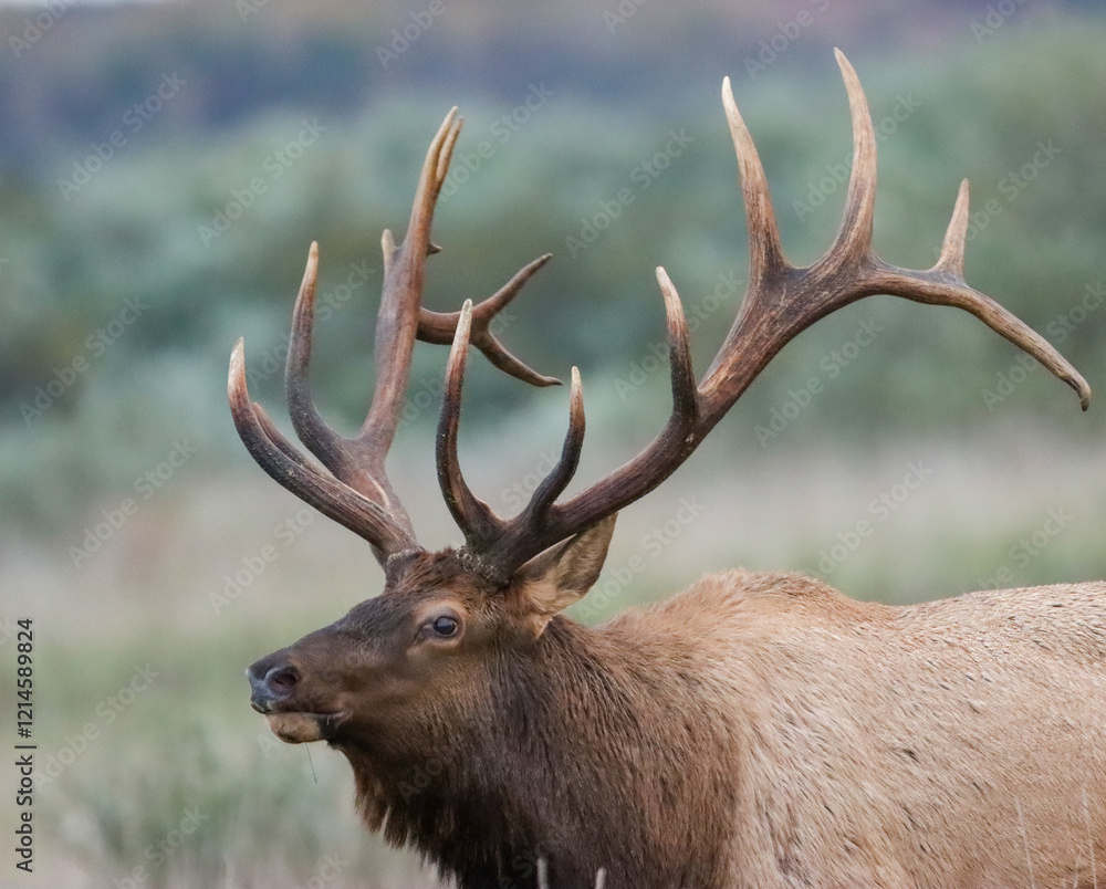 Gorgeous Massive Elk Bull Autumn Fall Rut Action 8x7 7x7 Gorgeous Massive Elk Bull Autumn Fall Rut Action 8x7 7x7