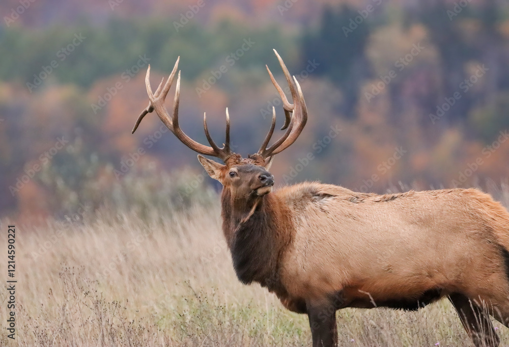 Gorgeous Massive Elk Bull Autumn Fall Rut Action 8x7 7x7 Gorgeous Massive Elk Bull Autumn Fall Rut Action 8x7 7x7