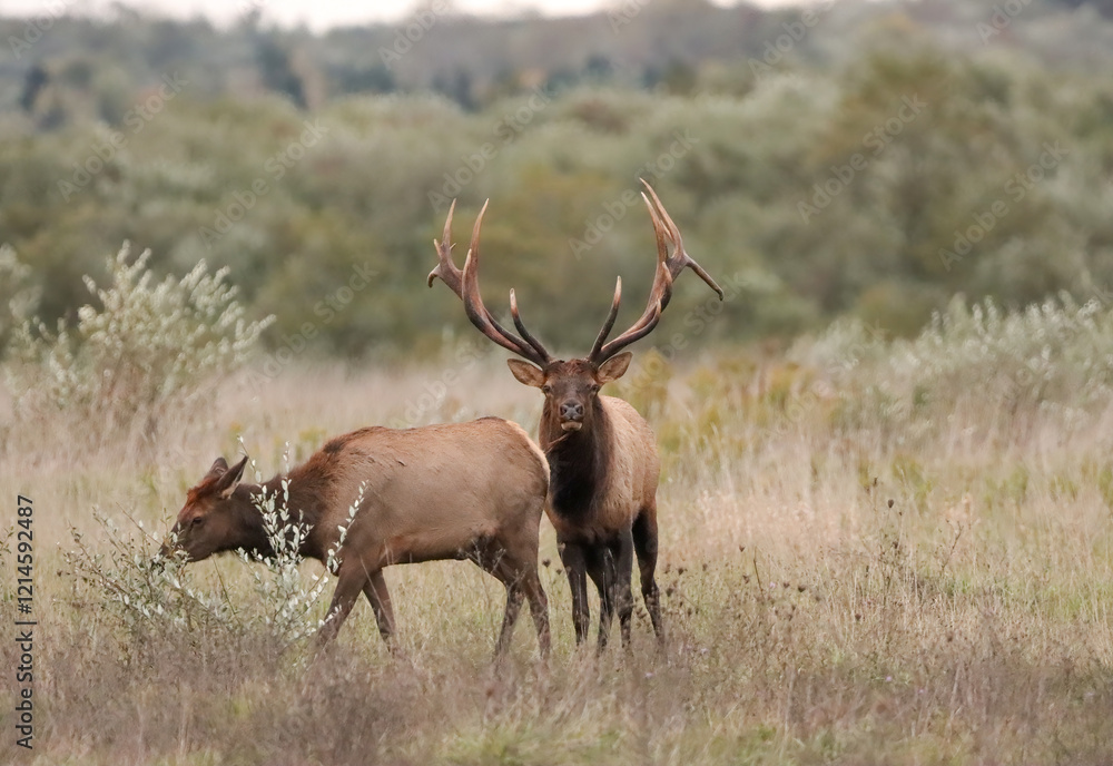 Massive Gorgeors Elk Bull Rut Bugle Flehmen Response Battle Action 8x7 8x8 7x7 Massive Gorgeors Elk Bull Rut Bugle Flehmen Response Battle Action 8x7 8x8 7x7