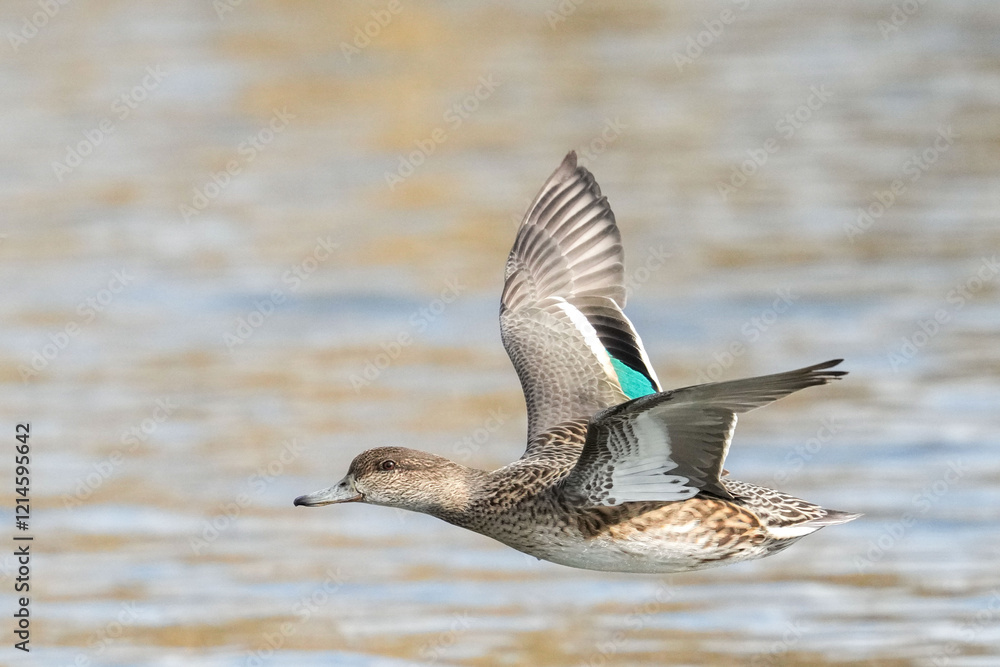 teal in a pond teal in a pond
