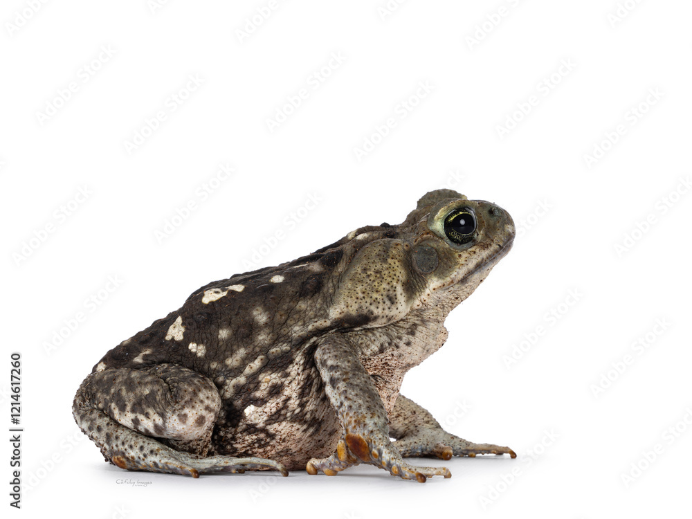 Large Rhinella Marina or Cane toad, sitting side ways. Looking away from camera. Isolated on a white background. Large Rhinella Marina or Cane toad, sitting side ways. Looking away from camera. Isolated on a white background.