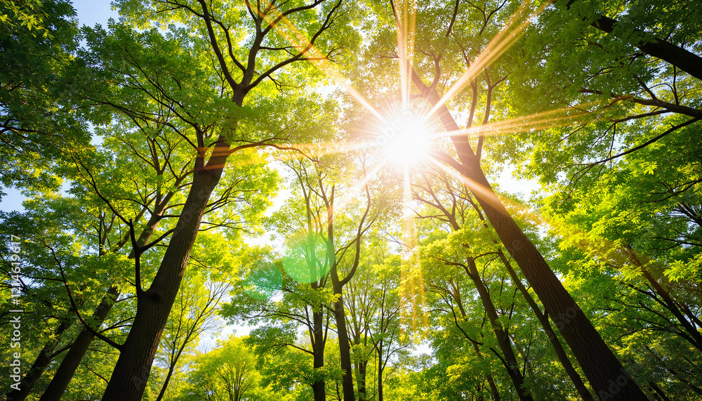 Obraz premium Sunlight streaming through vibrant trees in lush forest, nature's tranquility